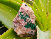 Natural Salrose Cobaltion Dolomite With Malachite Specimens x 6 From Kakanda, Congo