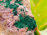 Natural Salrose Cobaltion Dolomite With Malachite Specimens x 6 From Kakanda, Congo