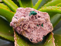 Natural Salrose Cobaltion Dolomite With Malachite Specimens x 6 From Kakanda, Congo