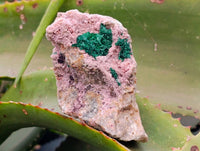 Natural Salrose Cobaltion Dolomite With Malachite Specimens x 6 From Kakanda, Congo