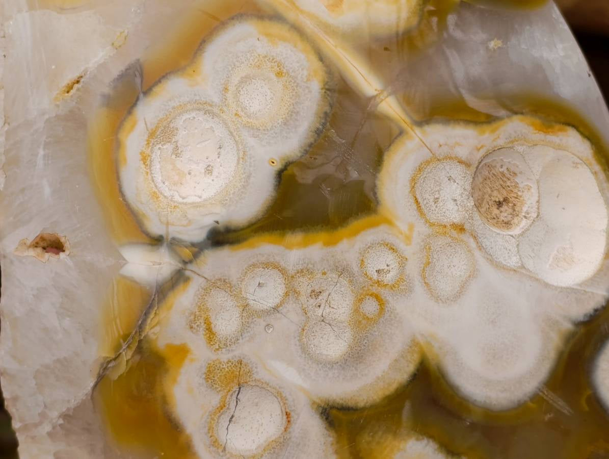 Polished Agate Geode x 1 From Madagascar