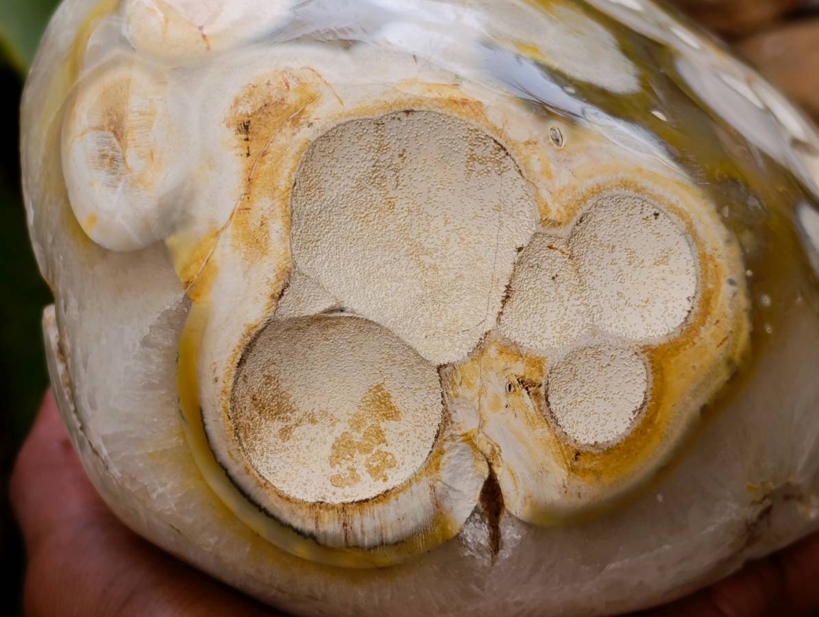 Polished Agate Geode x 1 From Madagascar
