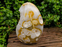 Polished Agate Geode x 1 From Madagascar