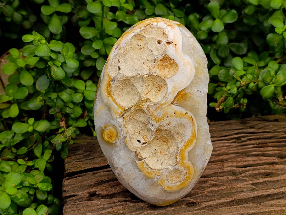 Polished Agate Geode x 1 From Madagascar