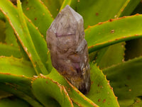 Natural Window Amethyst Crystals x 7 From Chiredzi, Zimbabwe