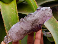 Natural Window Amethyst Crystals x 7 From Chiredzi, Zimbabwe