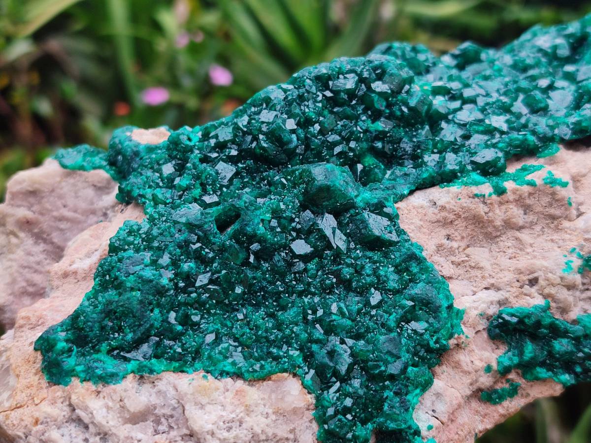 Natural XL Dioptase On Dolomite Specimen x 1 From Likasi, Congo