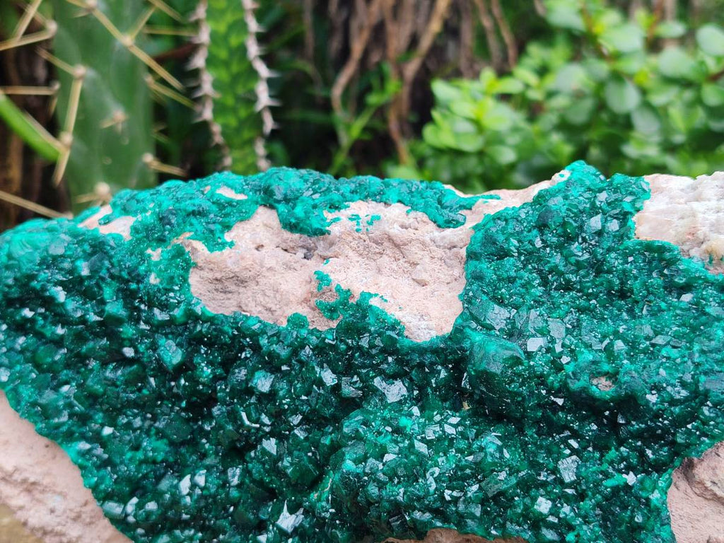Natural XL Dioptase On Dolomite Specimen x 1 From Likasi, Congo