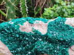 Natural XL Dioptase On Dolomite Specimen x 1 From Likasi, Congo