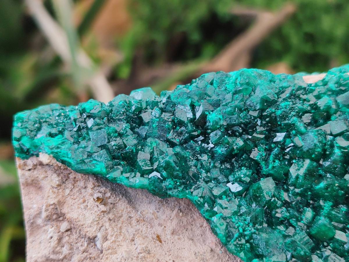 Natural XL Dioptase On Dolomite Specimen x 1 From Likasi, Congo