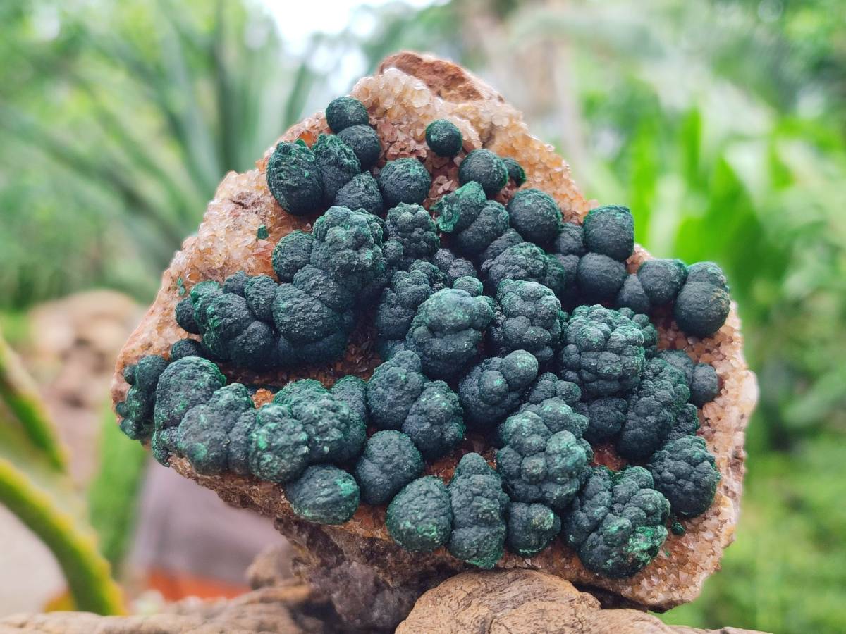 Natural Drusy Ball Malachite On Dolomite Matrix Specimens x 2 From Mindingi Mine, Kambove, Congo