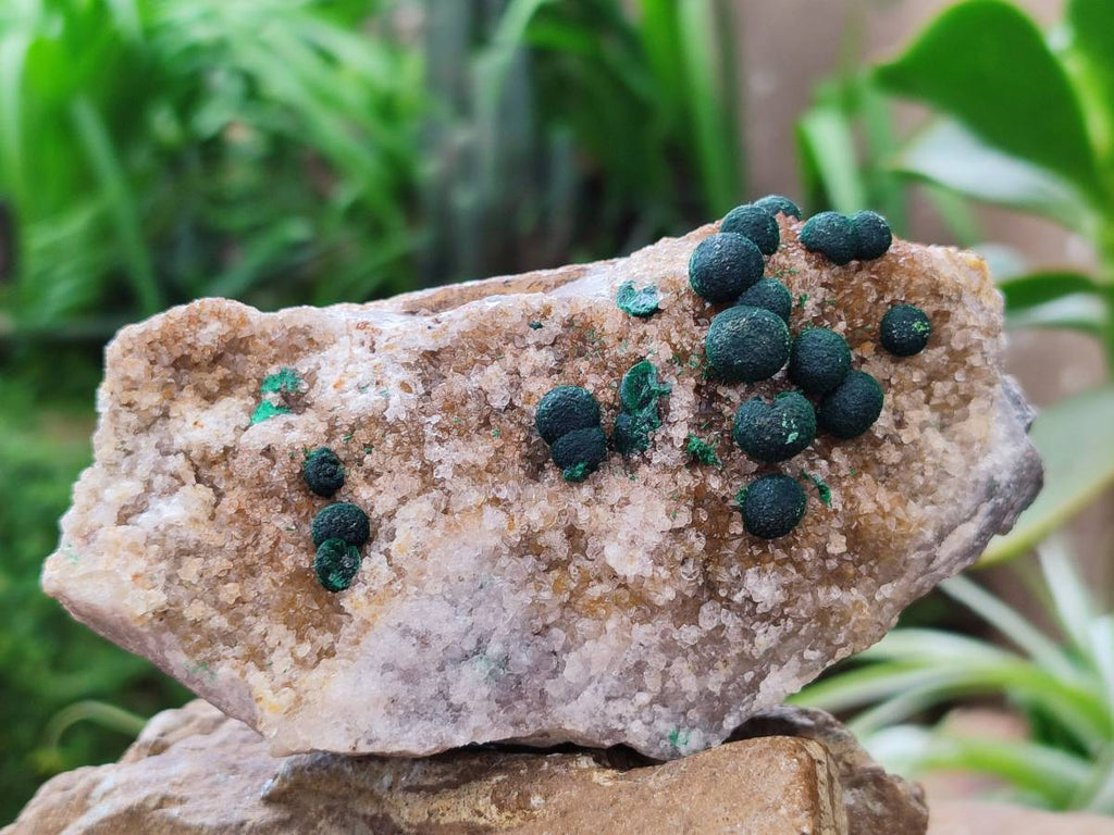 Natural Drusy Ball Malachite On Dolomite Matrix Specimens x 2 From Mindingi Mine, Kambove, Congo