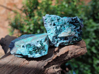 Natural Drusy Coated Chrysocolla With Prismatic Malachite Specimens x 6 From Lupoto Mine, Congo