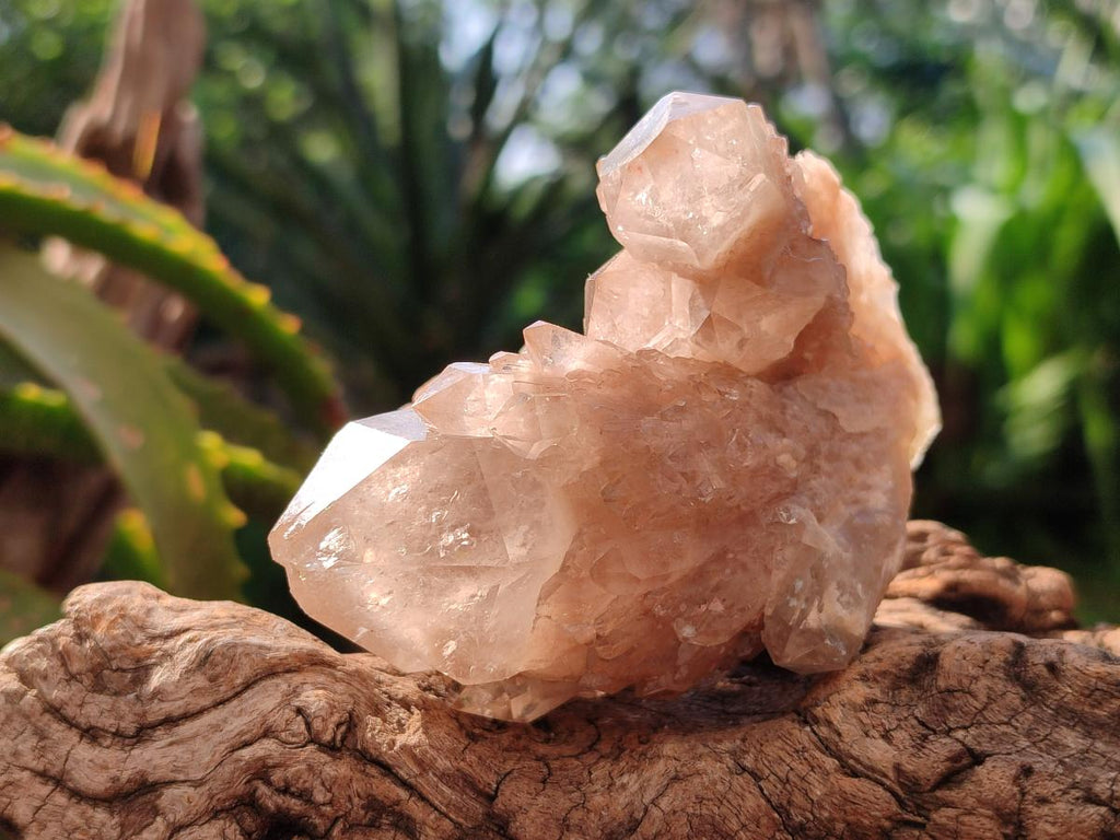 Natural Smokey Phantom Quartz Clusters x 6 From Luena, Congo