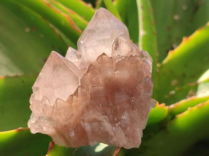 Natural Smokey Phantom Quartz Clusters x 6 From Luena, Congo
