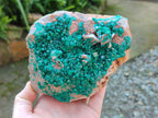 Natural Dioptase On Dolomite Specimen x 1 From Likasi, Congo