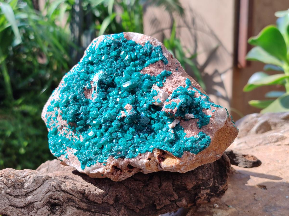 Natural Dioptase On Dolomite Specimen x 1 From Likasi, Congo