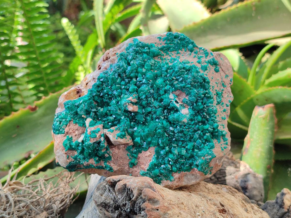 Natural Dioptase On Dolomite Specimen x 1 From Likasi, Congo