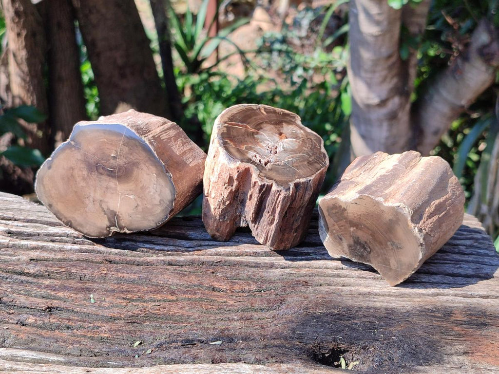 Polished On One Side Petrified Wood Branches x 4 From Gokwe, Zimbabwe