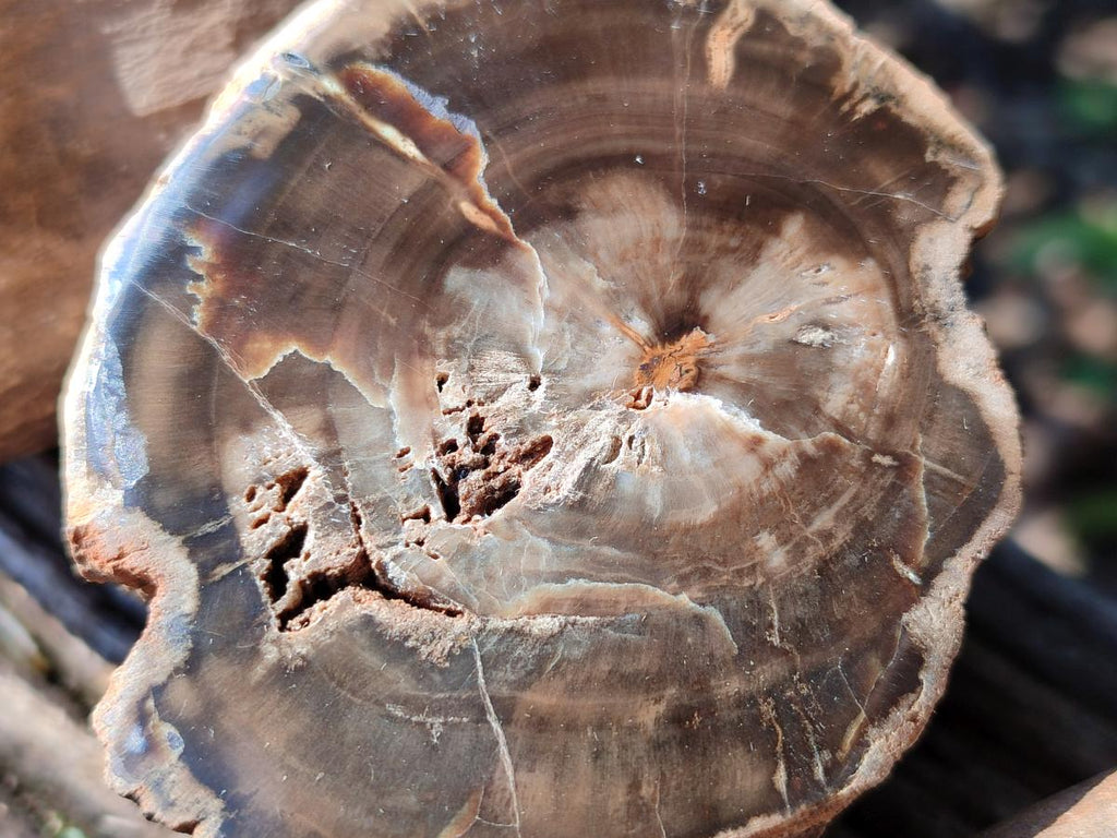 Polished On One Side Petrified Wood Branches x 4 From Gokwe, Zimbabwe