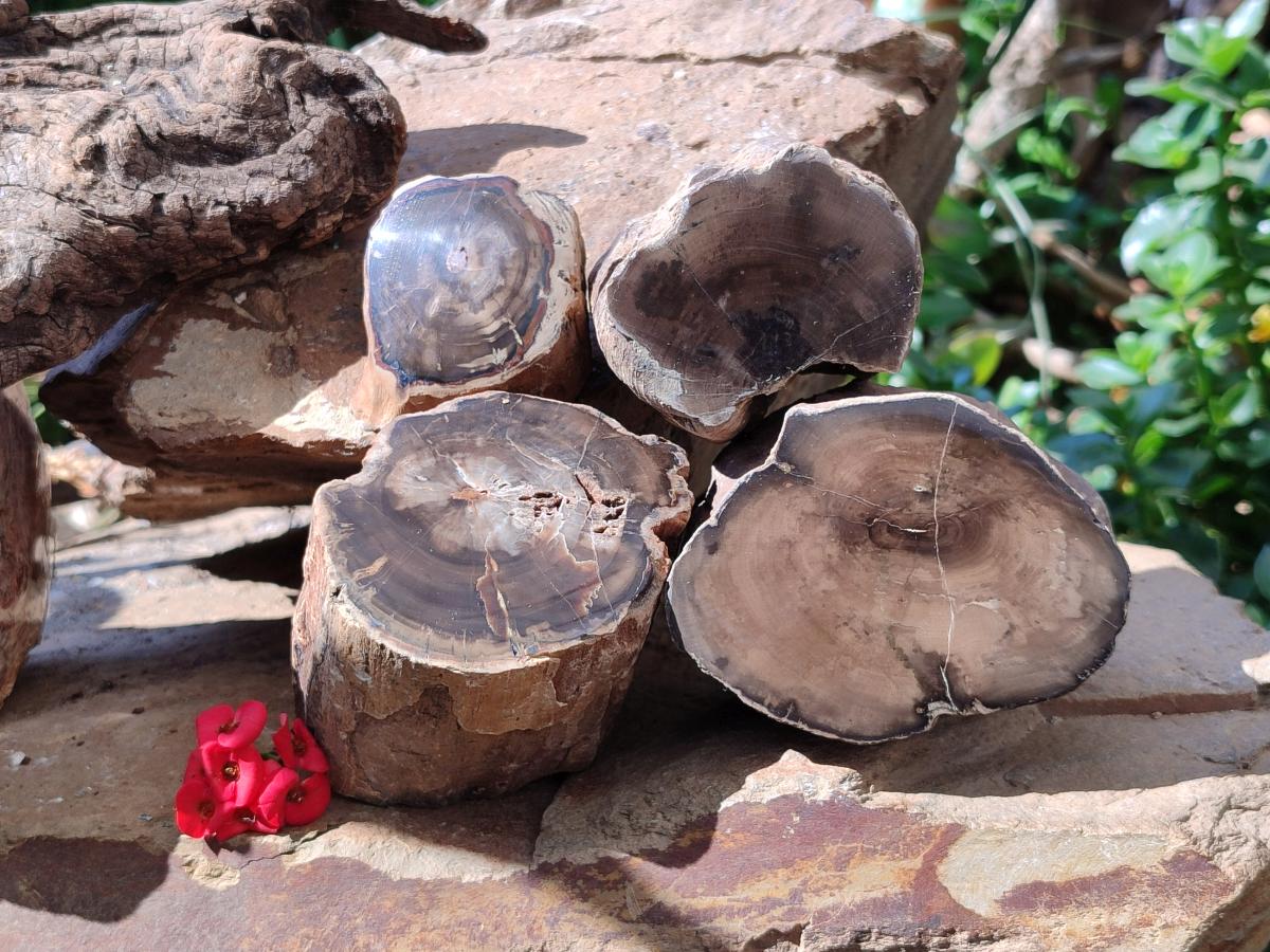 Polished On One Side Petrified Wood Branches x 4 From Gokwe, Zimbabwe