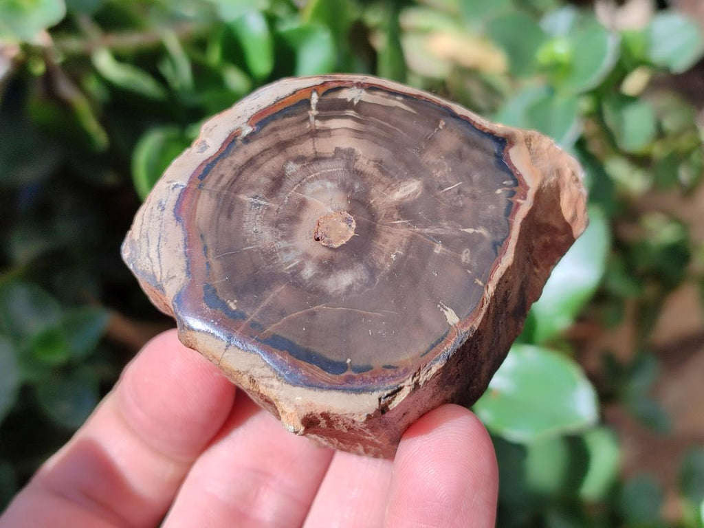 Polished On One Side Petrified Wood Branches x 4 From Gokwe, Zimbabwe