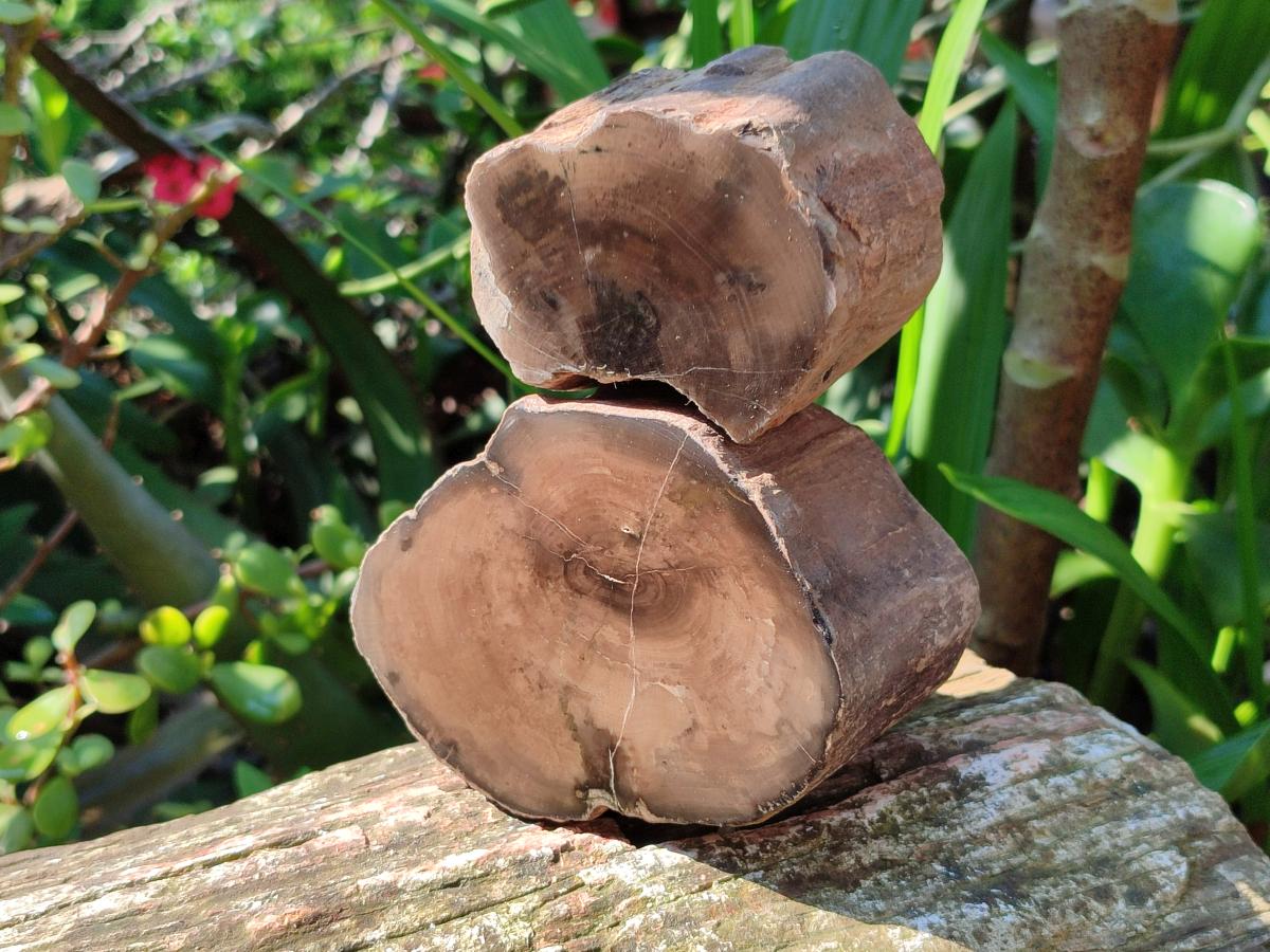 Polished On One Side Petrified Wood Branches x 4 From Gokwe, Zimbabwe