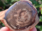 Polished On One Side Petrified Wood Branches x 4 From Gokwe, Zimbabwe