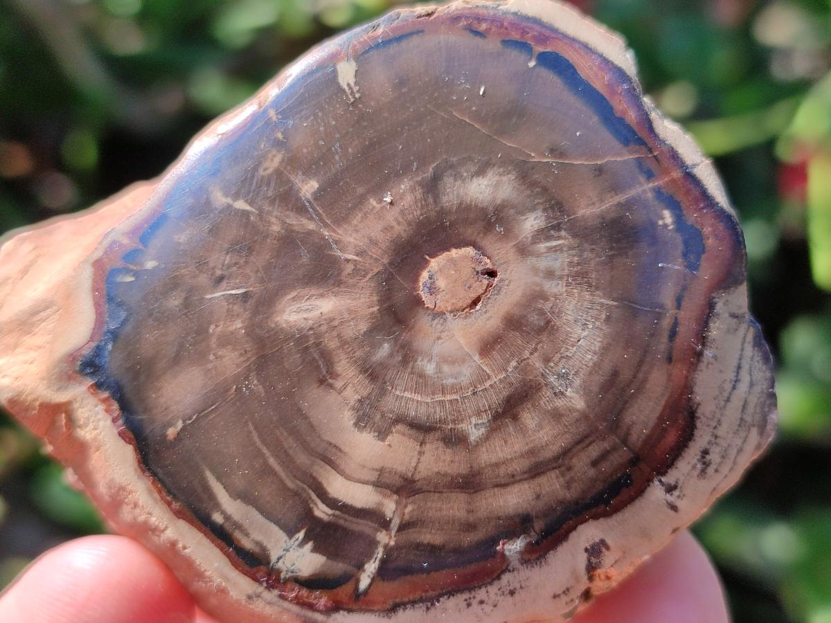 Polished On One Side Petrified Wood Branches x 4 From Gokwe, Zimbabwe