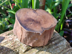 Polished On One Side Petrified Wood Branches x 4 From Gokwe, Zimbabwe