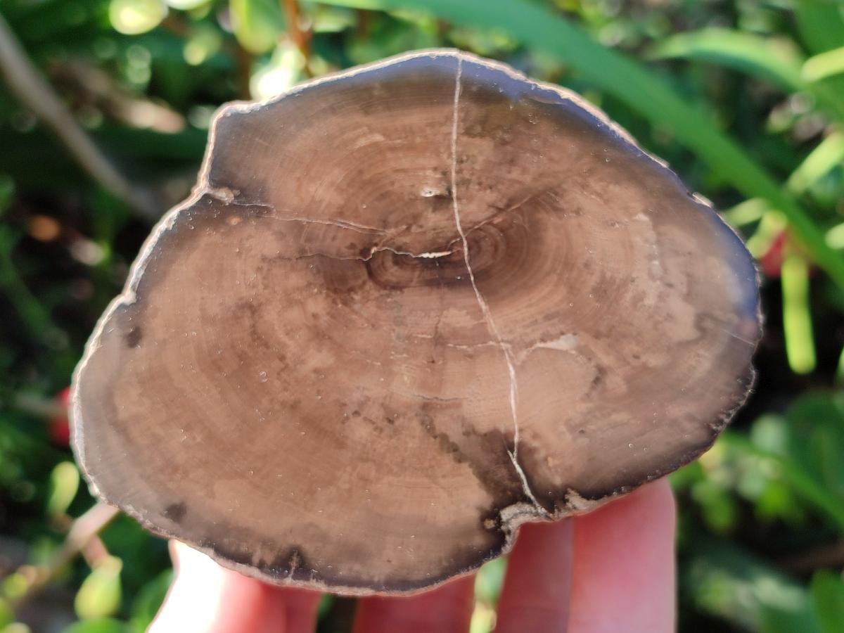 Polished On One Side Petrified Wood Branches x 4 From Gokwe, Zimbabwe