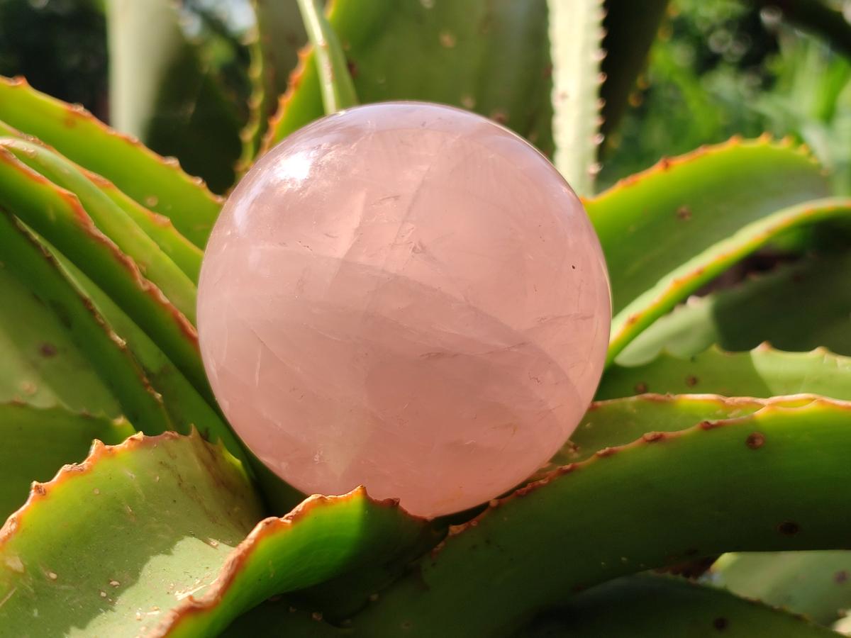 Polished Star Rose Quartz Spheres x 3 From Madagascar
