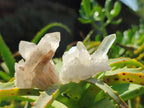 Natural Quartz Crystal Clusters x 35 From Madagascar