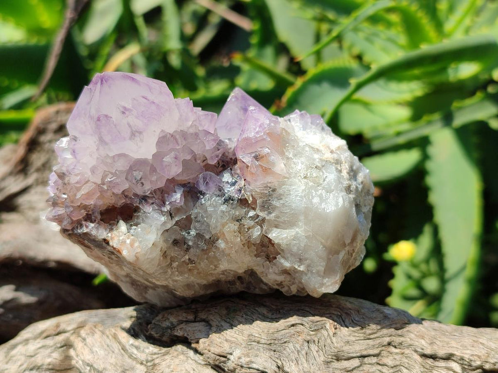 Natural Sunburst Amethyst Spirit Clusters x 6 From Boekenhouthoek, South Africa