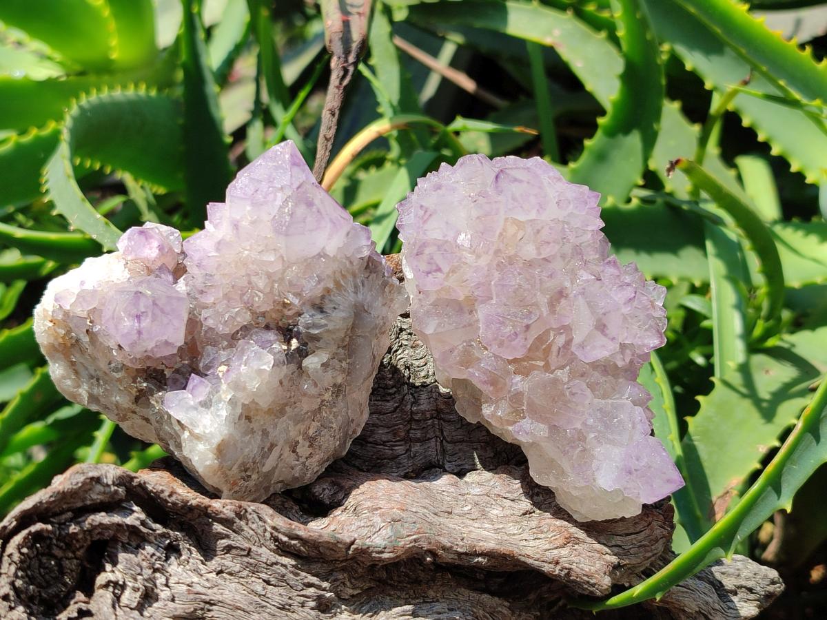 Natural Sunburst Amethyst Spirit Clusters x 6 From Boekenhouthoek, South Africa