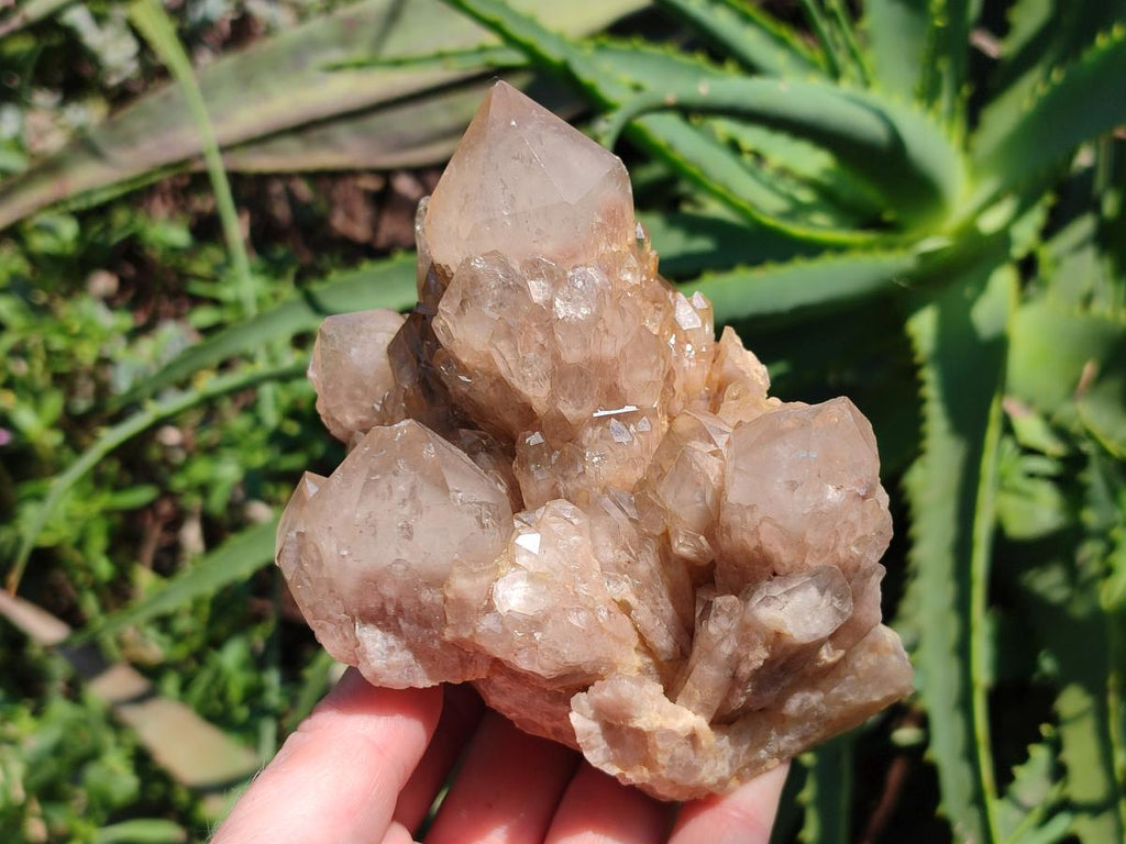 Natural Smokey Phantom Quartz Clusters x 2 From Luena, Congo