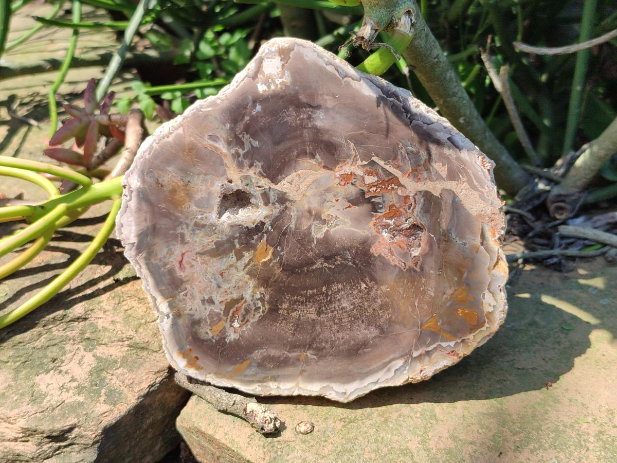 Polished Podocarpus Petrified Wood Slices x 3 From Mahajanga, Madagascar