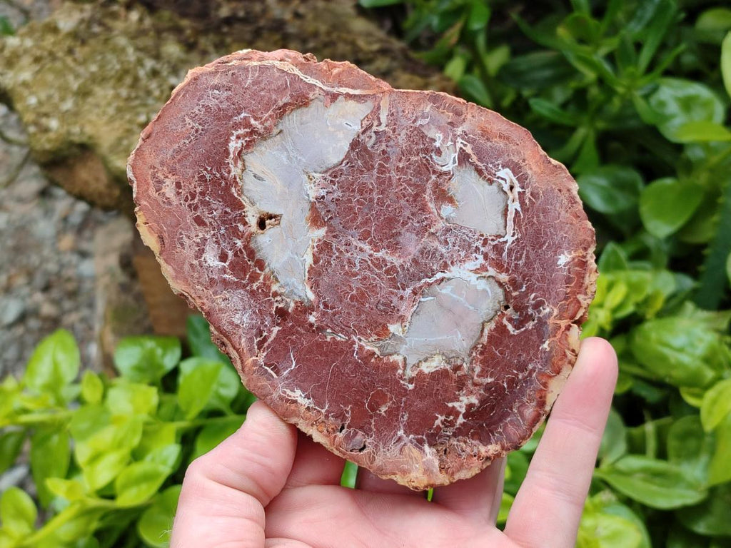 Polished Podocarpus Petrified Wood Slices x 3 From Mahajanga, Madagascar