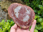 Polished Podocarpus Petrified Wood Slices x 3 From Mahajanga, Madagascar