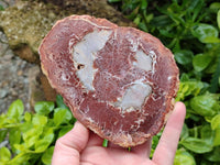 Polished Podocarpus Petrified Wood Slices x 3 From Mahajanga, Madagascar