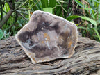 Polished Podocarpus Petrified Wood Slices x 3 From Mahajanga, Madagascar