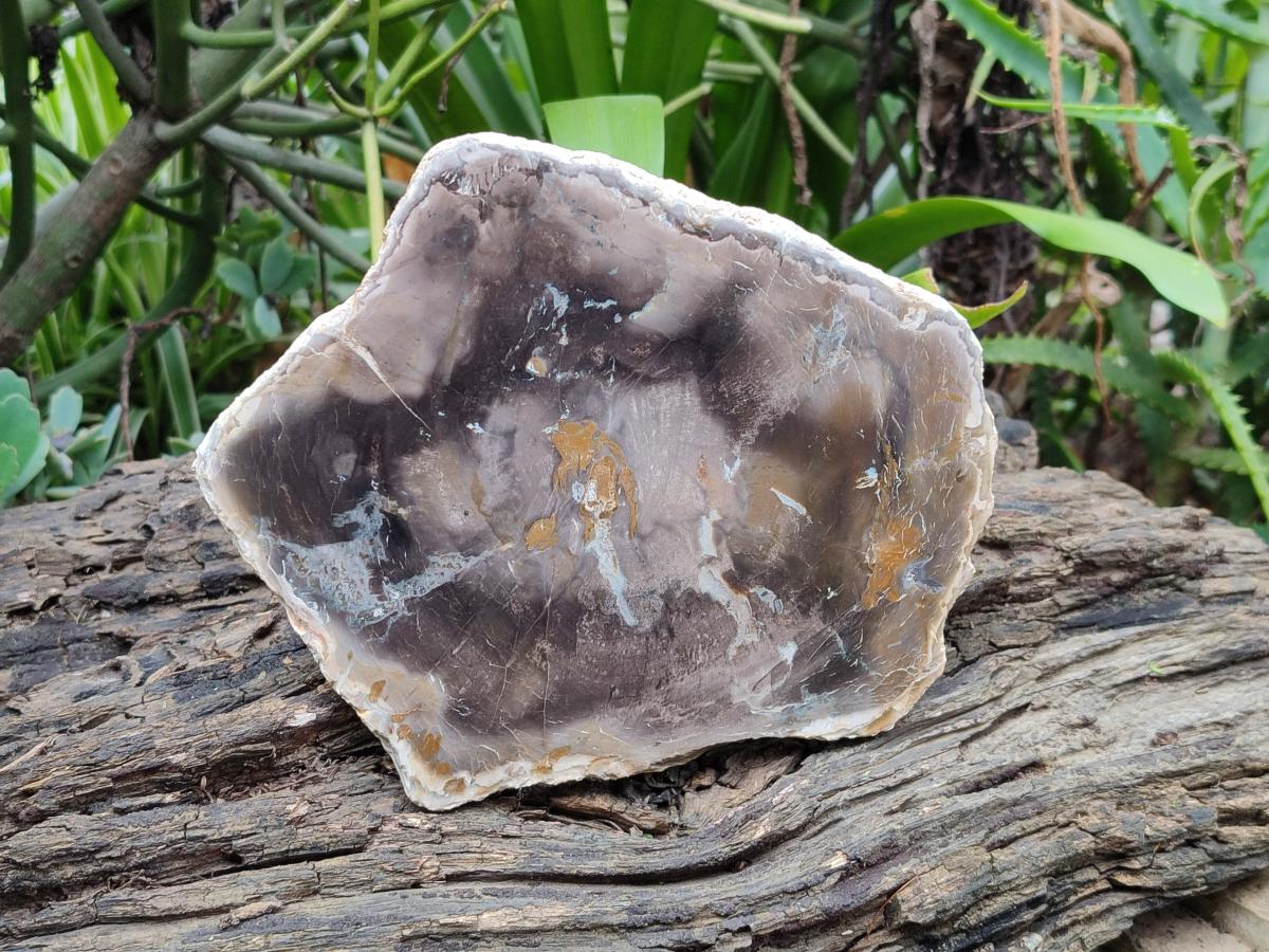 Polished Podocarpus Petrified Wood Slices x 3 From Mahajanga, Madagascar