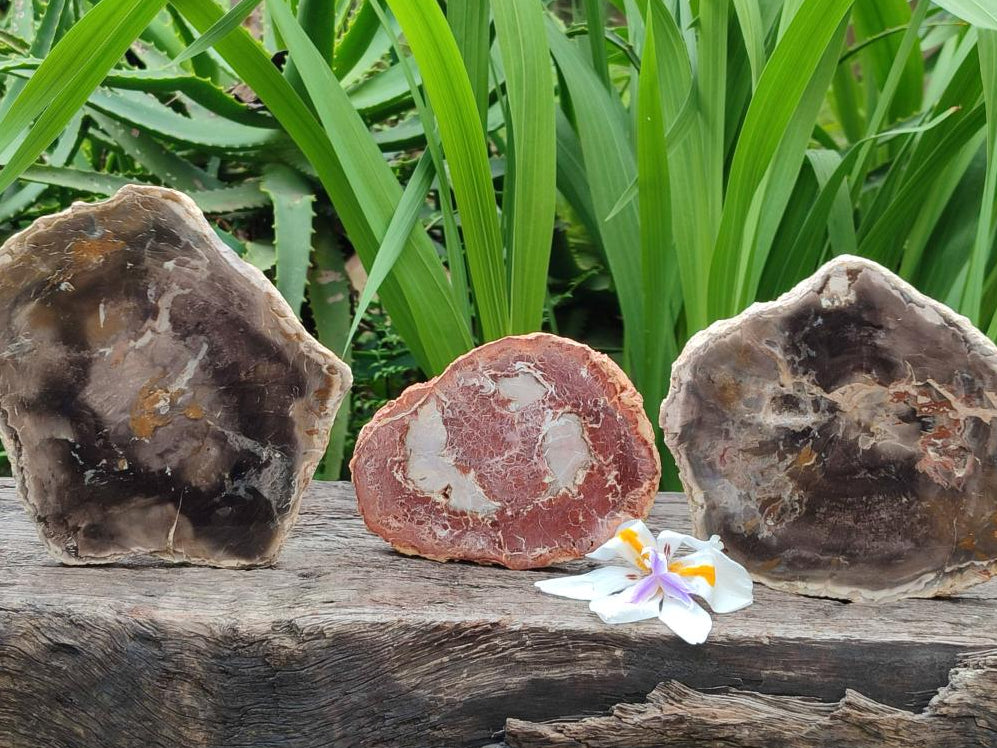 Polished Podocarpus Petrified Wood Slices x 3 From Mahajanga, Madagascar