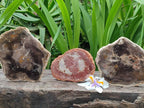 Polished Podocarpus Petrified Wood Slices x 3 From Mahajanga, Madagascar
