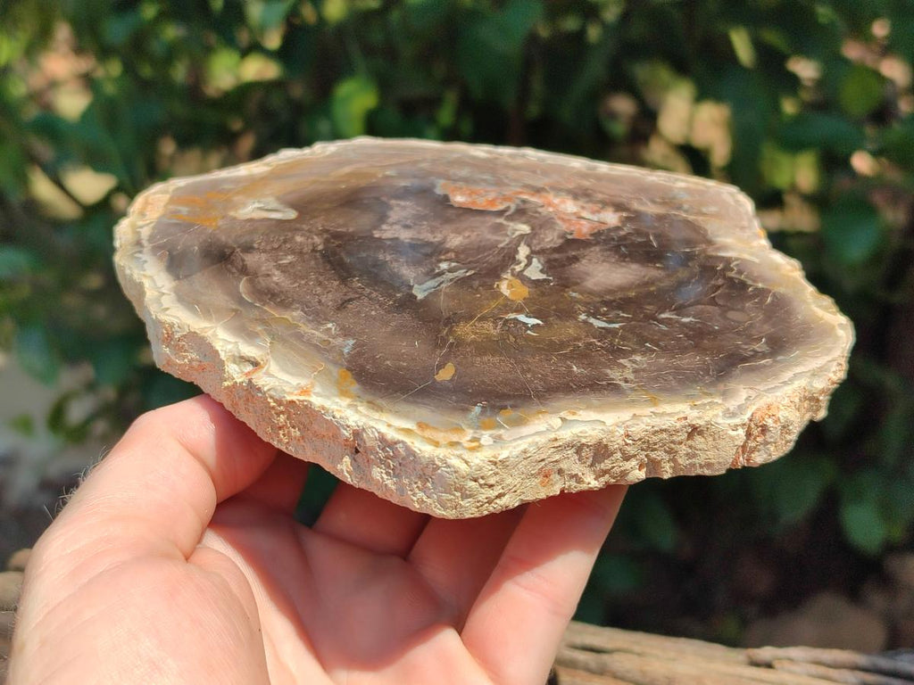 Polished Podocarpus Petrified Wood Slices x 3 From Mahajanga, Madagascar