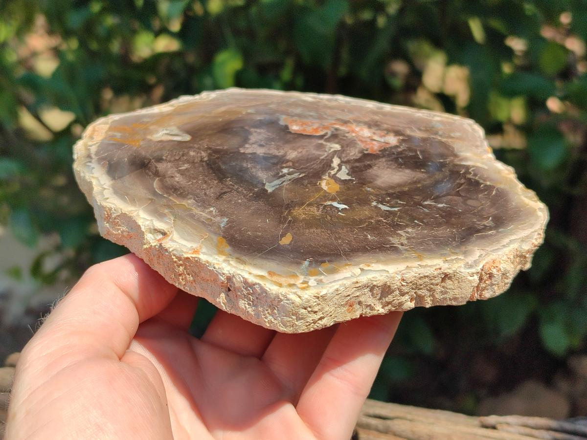 Polished Podocarpus Petrified Wood Slices x 3 From Mahajanga, Madagascar