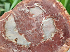 Polished Podocarpus Petrified Wood Slices x 3 From Mahajanga, Madagascar