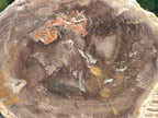 Polished Podocarpus Petrified Wood Slices x 3 From Mahajanga, Madagascar