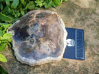 Polished Podocarpus Petrified Wood Slices x 3 From Mahajanga, Madagascar