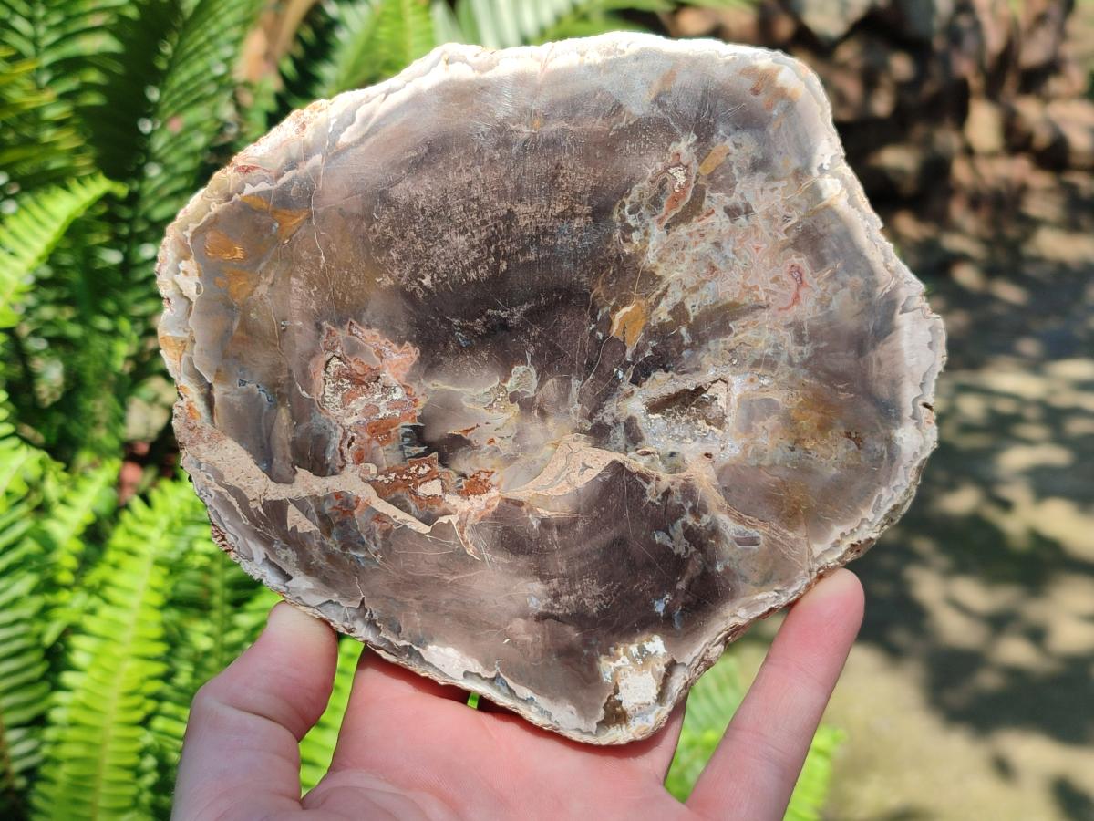 Polished Podocarpus Petrified Wood Slices x 3 From Mahajanga, Madagascar
